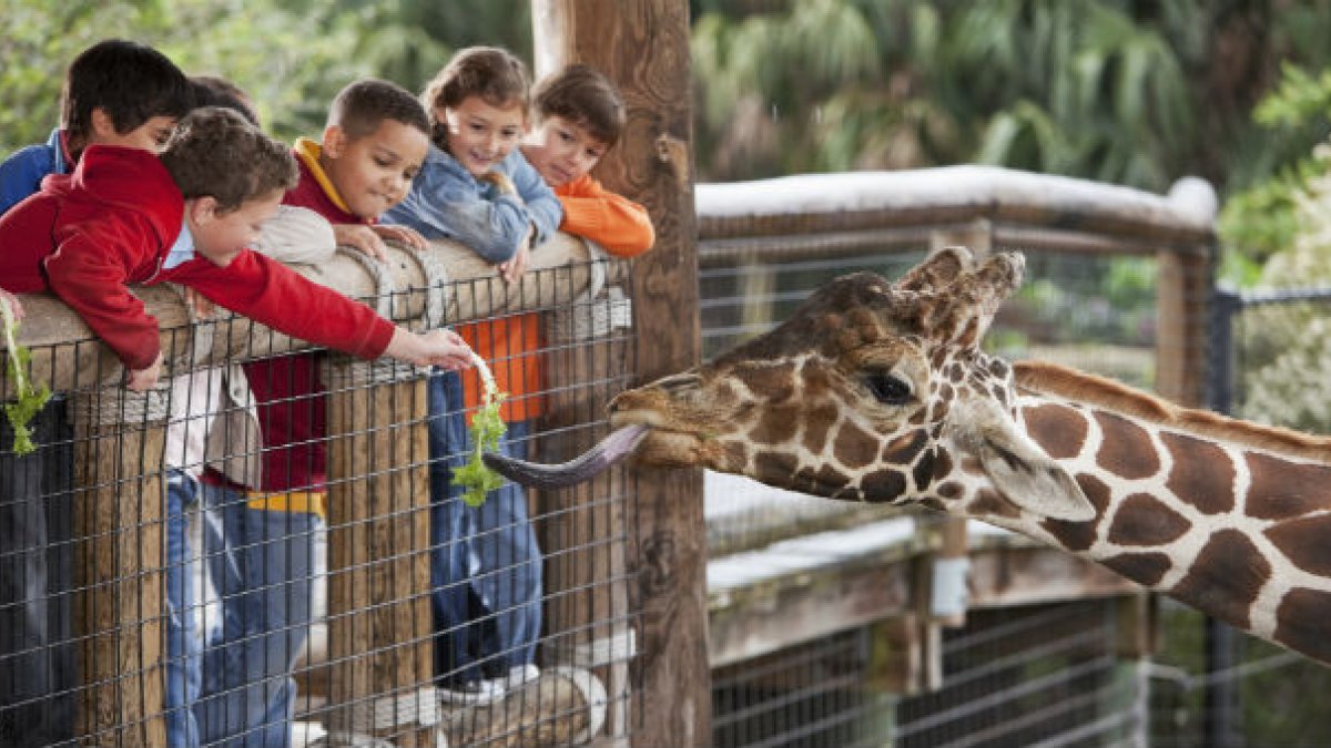 children feeding giraffe at a zoo