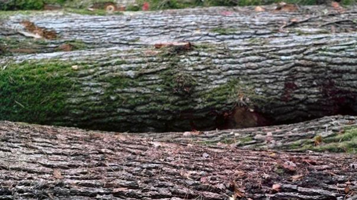 Logs
