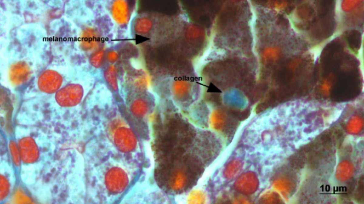 Siphonops annulatus liver microscope image