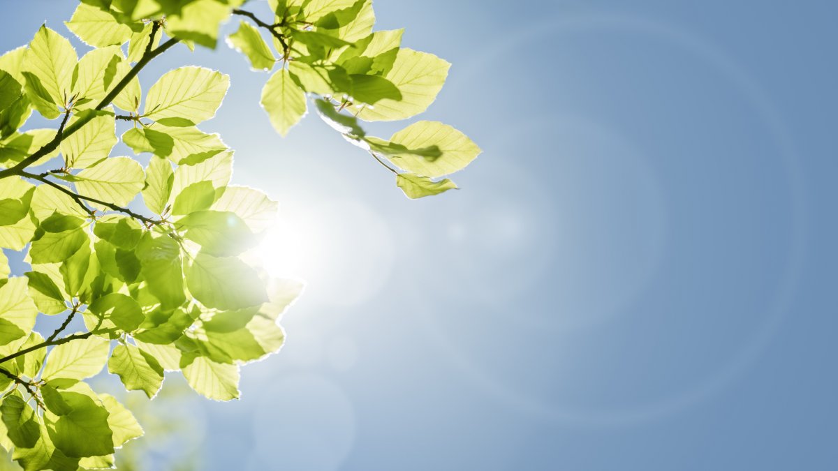 Sun shining through leaves