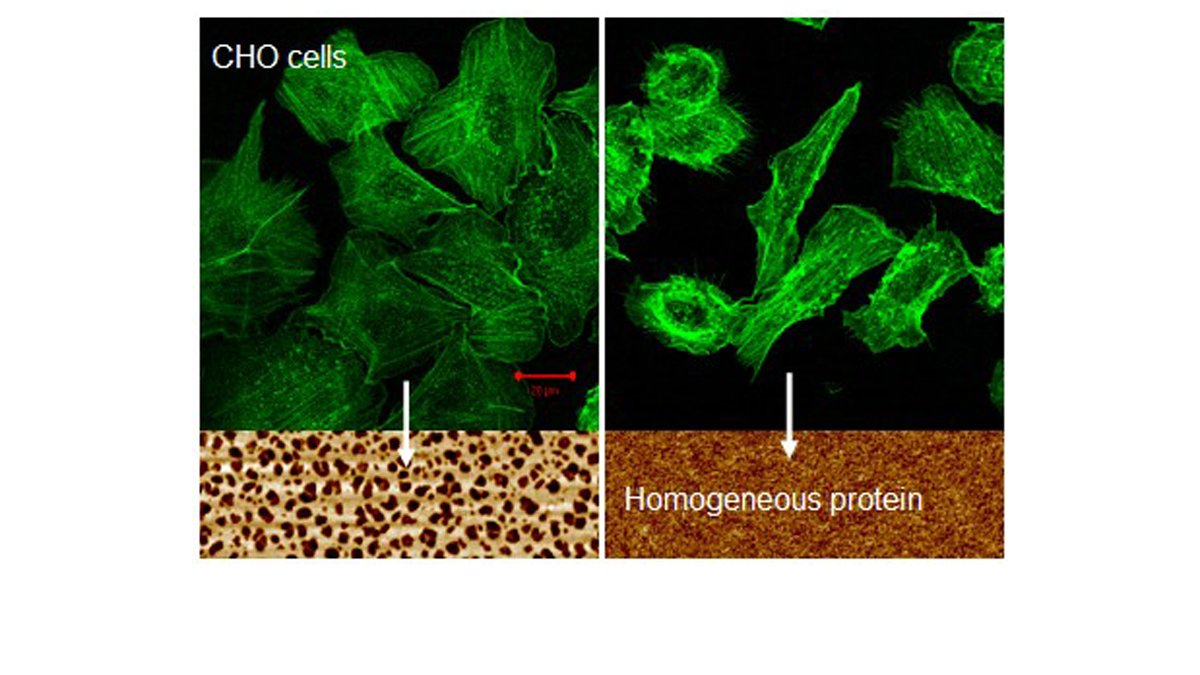 Ring-like protein pattern
