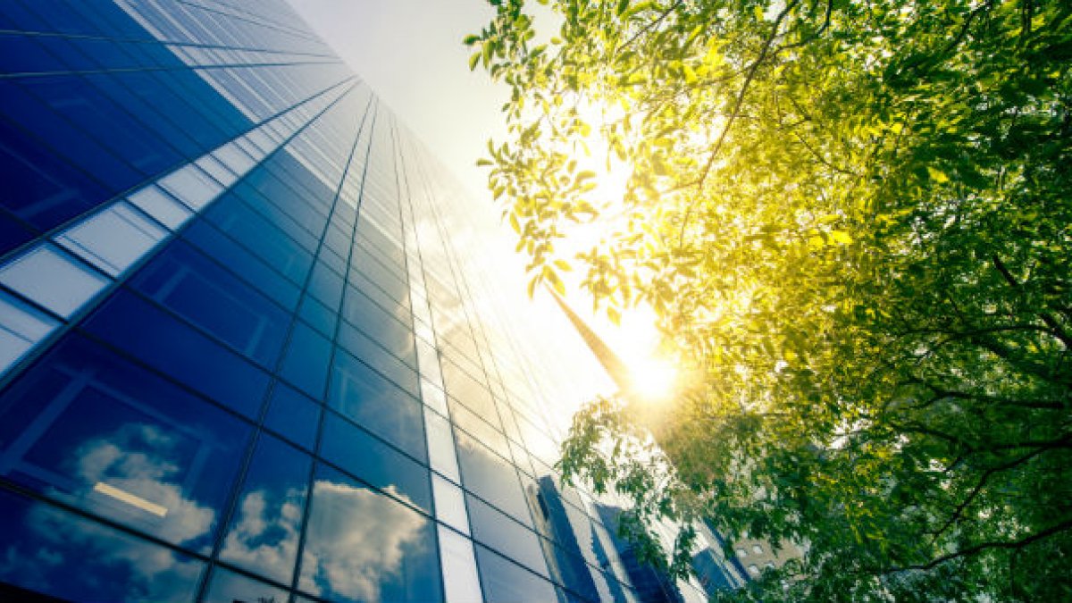 high rise building and tree