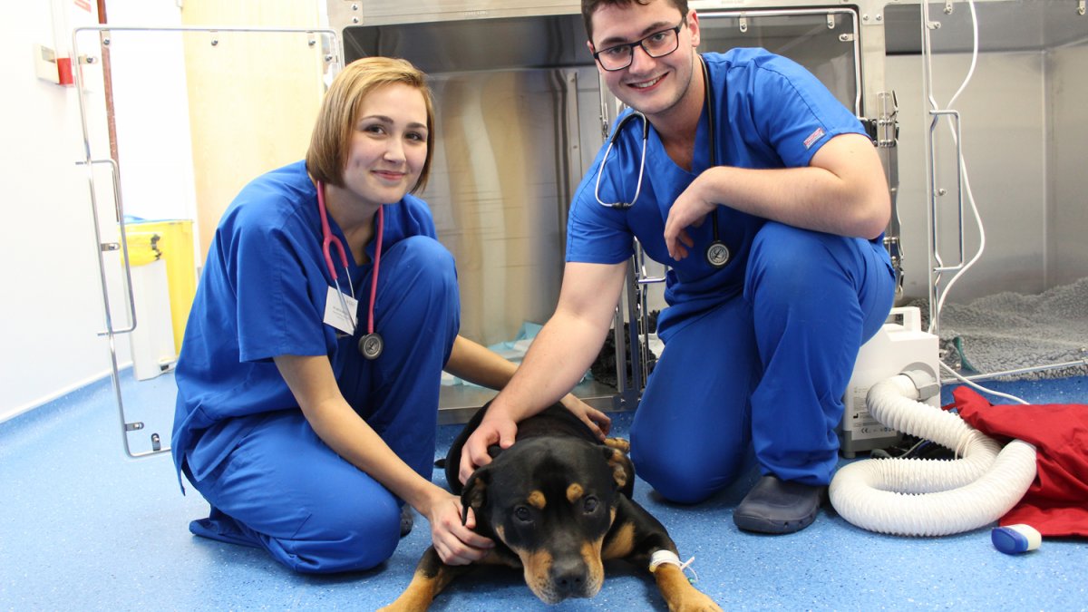 vet-school-partnerships Thumbnail