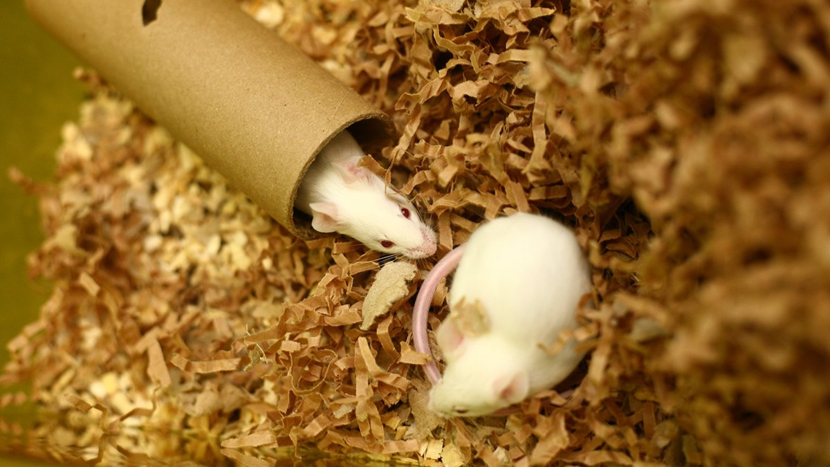 two laboratory mice one in cardboard tube