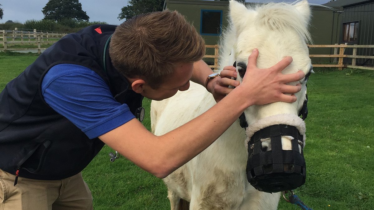 vet school horse examination Thumbnail