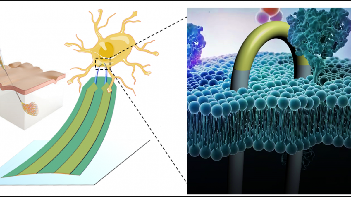 Flexible electronics and bioelectronic probes for interrogating living cells and cell networks Thumbnail