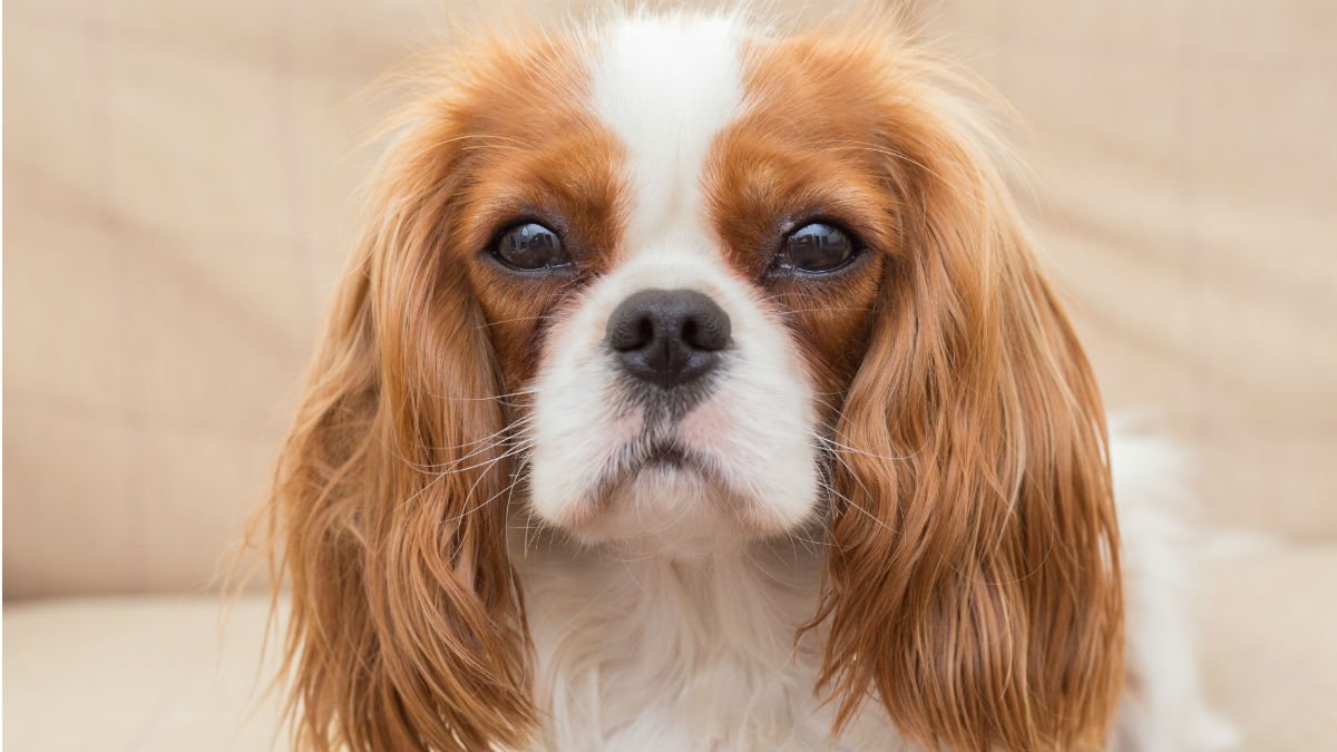 can a cavalier king charles spaniel go in public