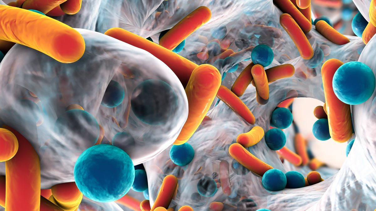 Biofilm image