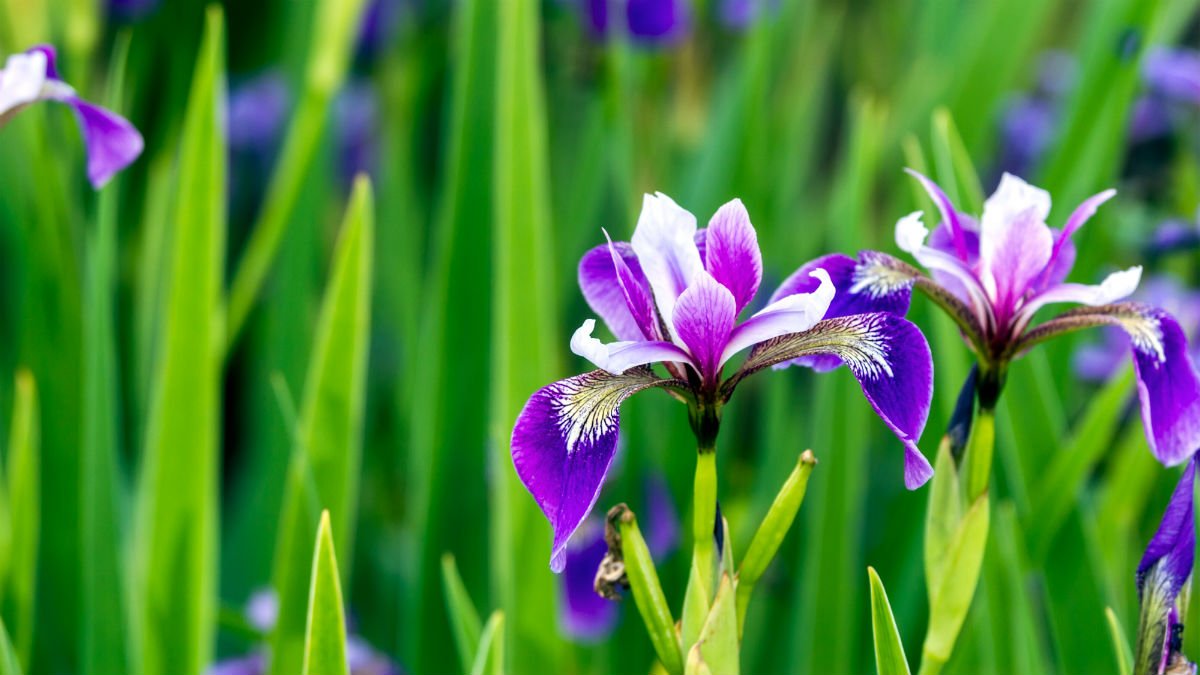 Iris - one of the flowers which will feature in the garden