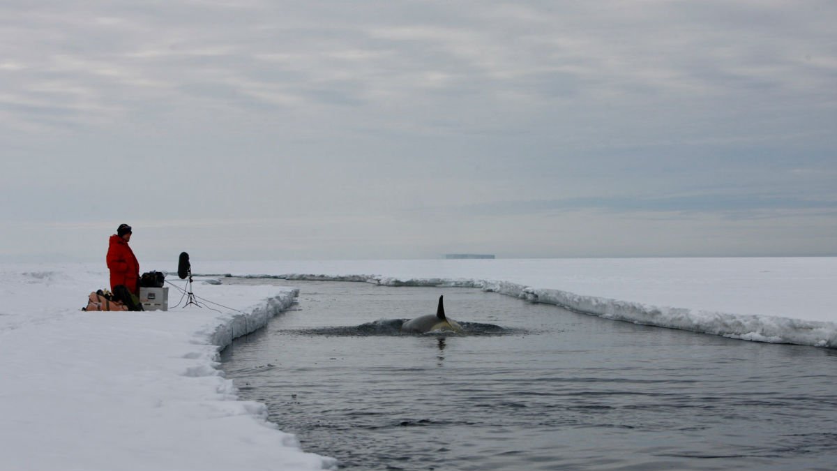 Chris Watson recording orcas in Antarctica