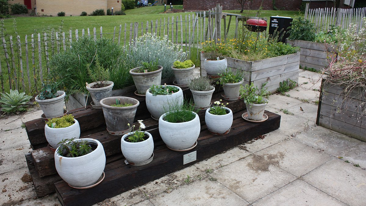 The community garden on campus