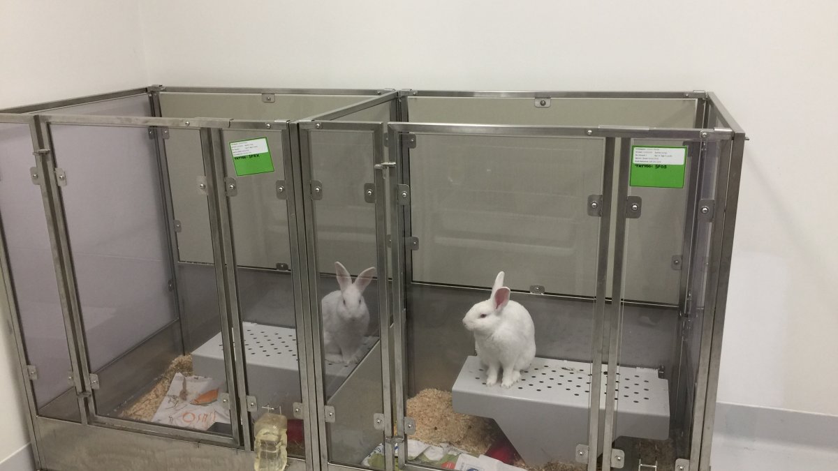 Rabbit Holding Room