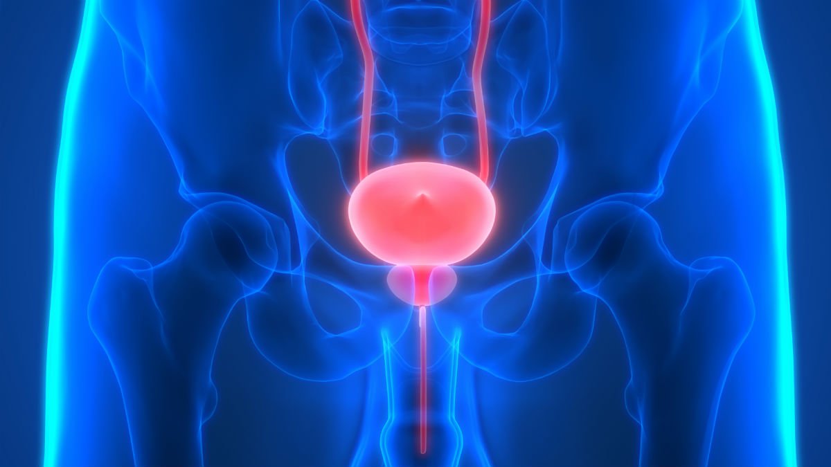 Human Urinary System Bladder Anatomy