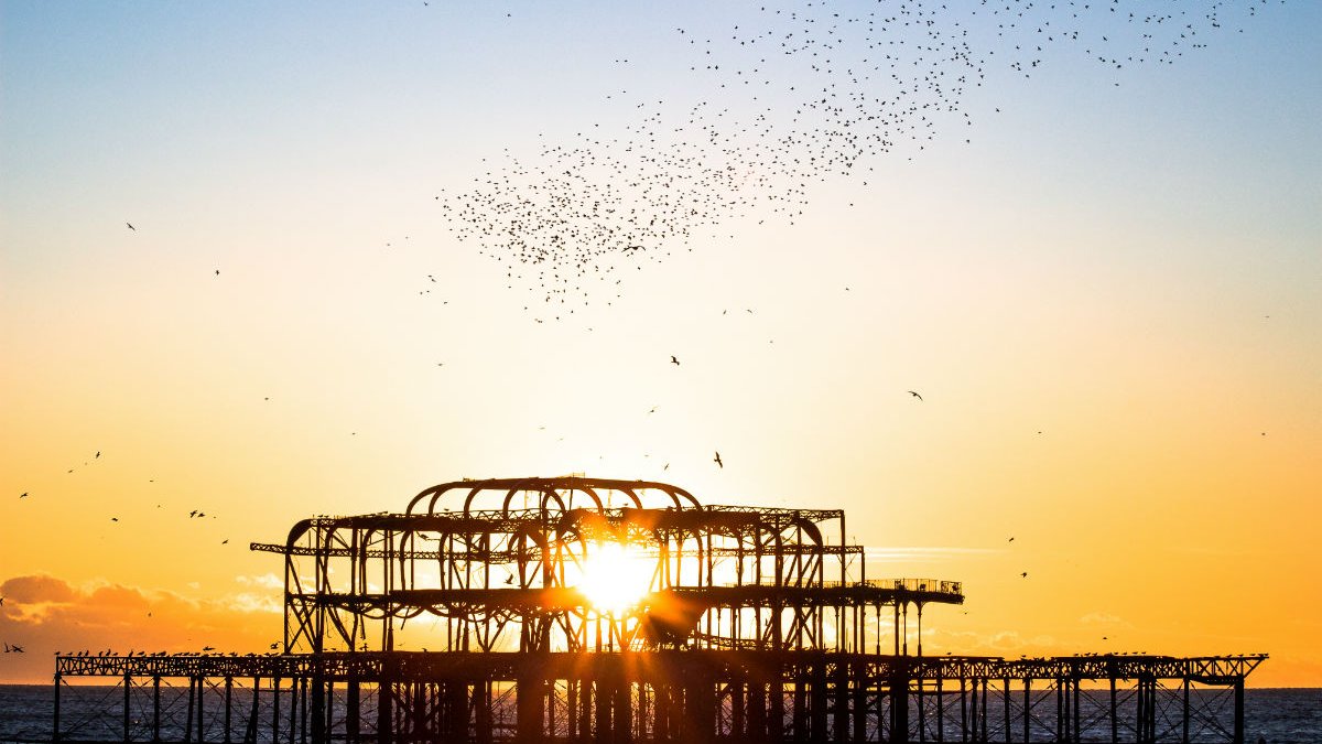 Murmuration of starlings
