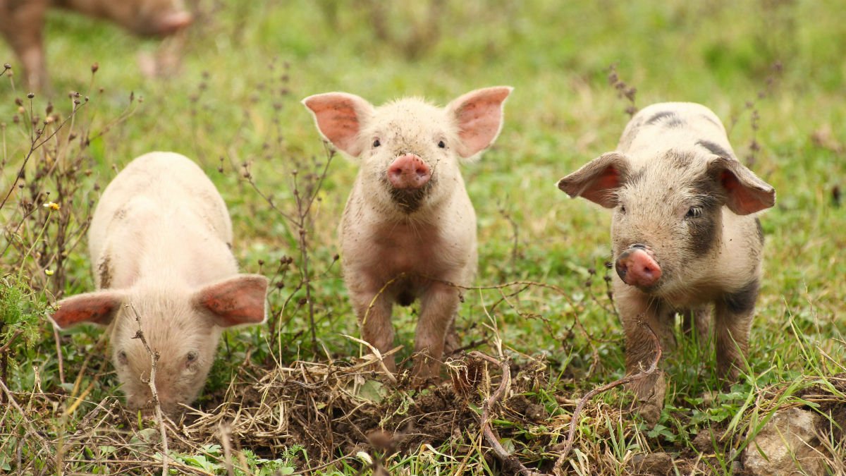 Piglets
