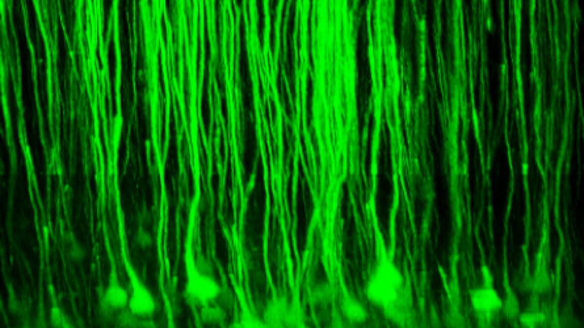 L5 pyramidal neurons labelled with GCaMP6s (Rbp4-cre line)