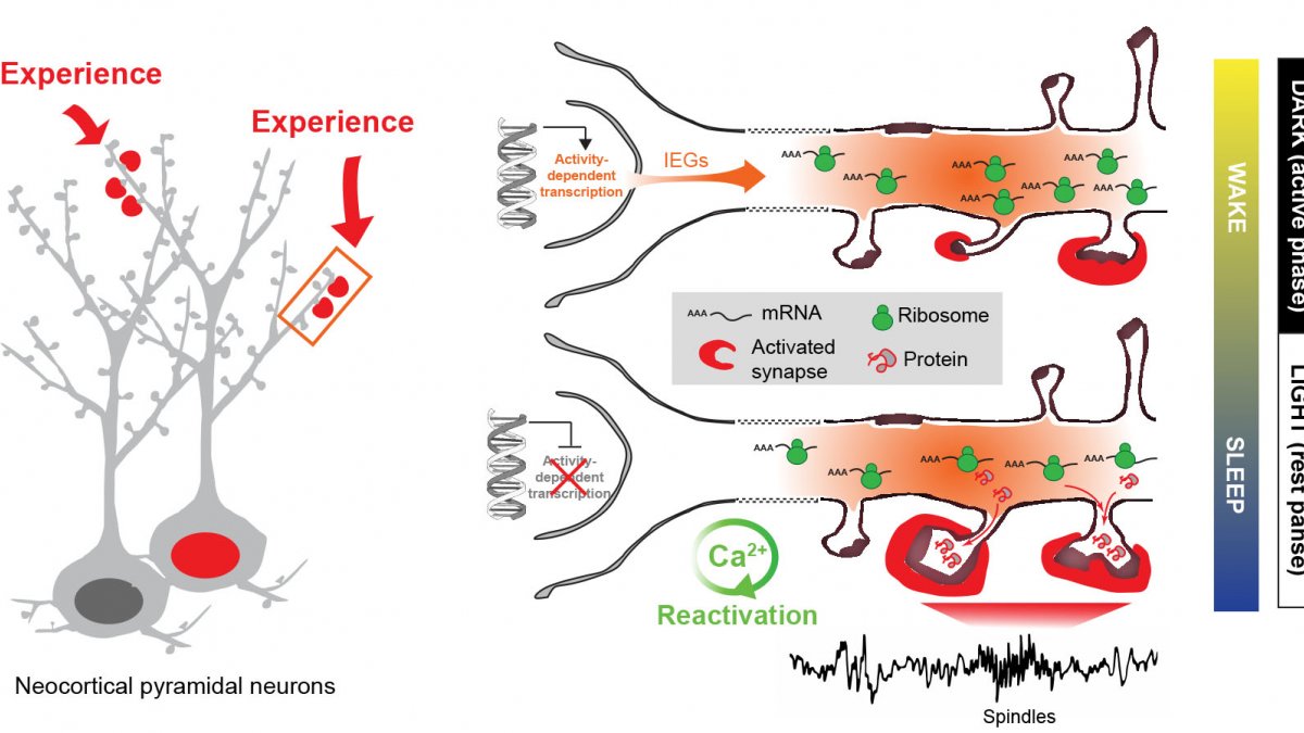 Experience-dependent gene transcription and translation across sleep and wakefulness - Model