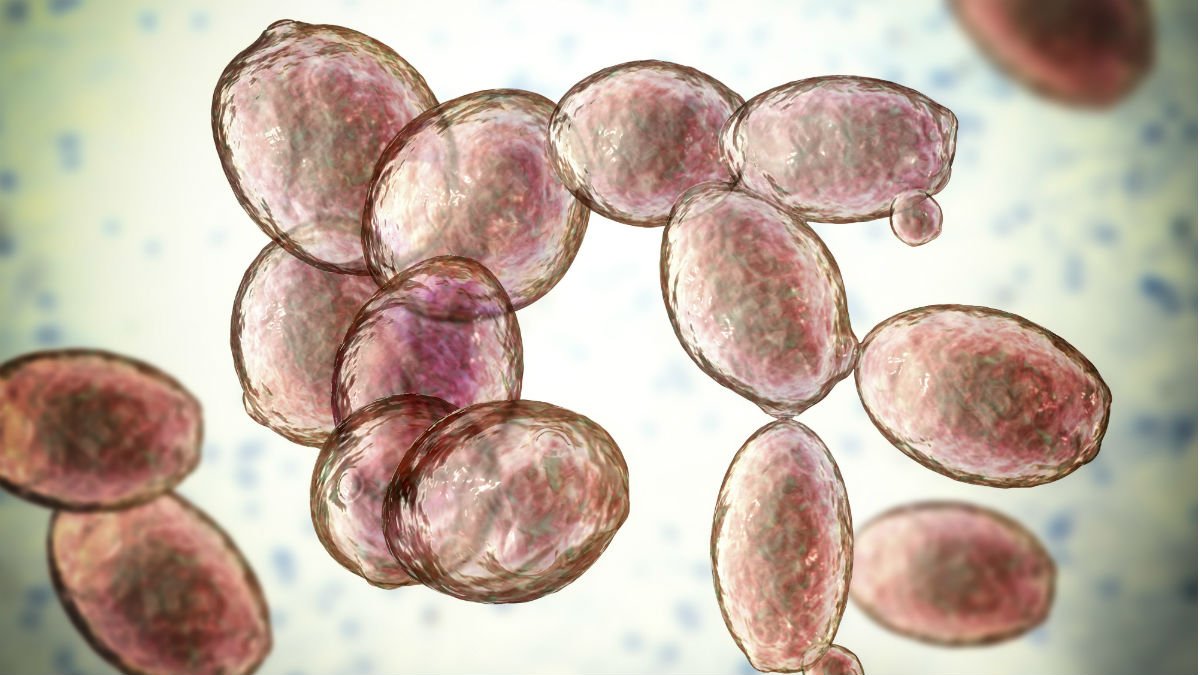 Close up of a virus