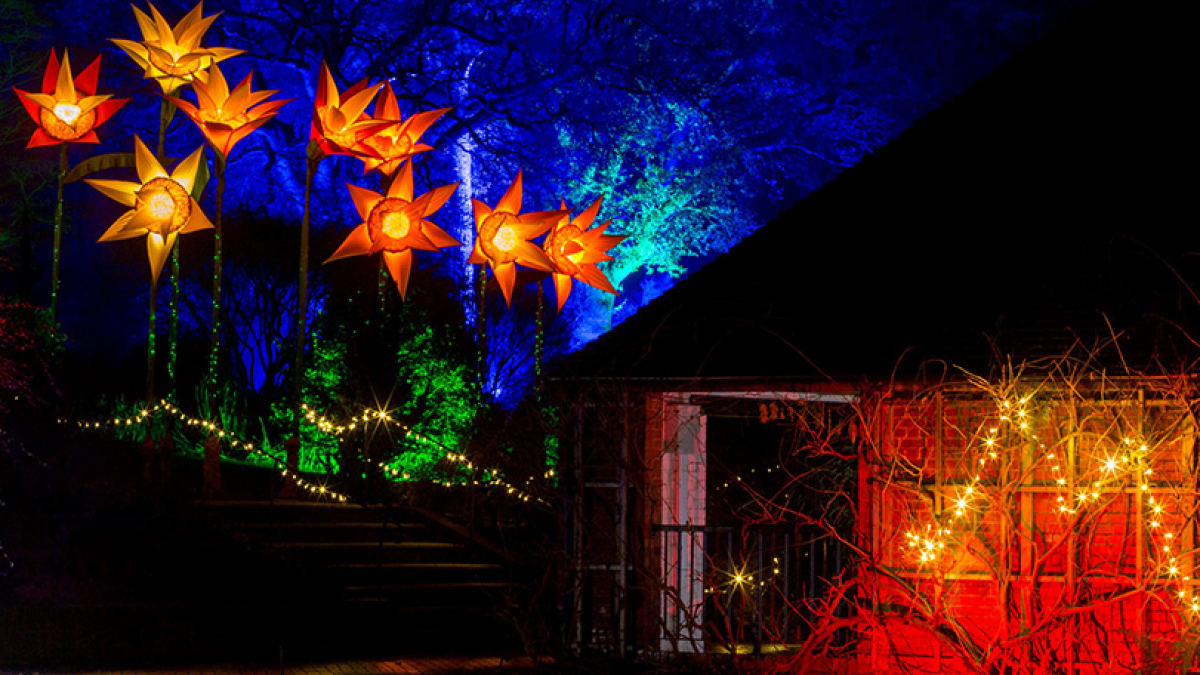 Glow at Wisley