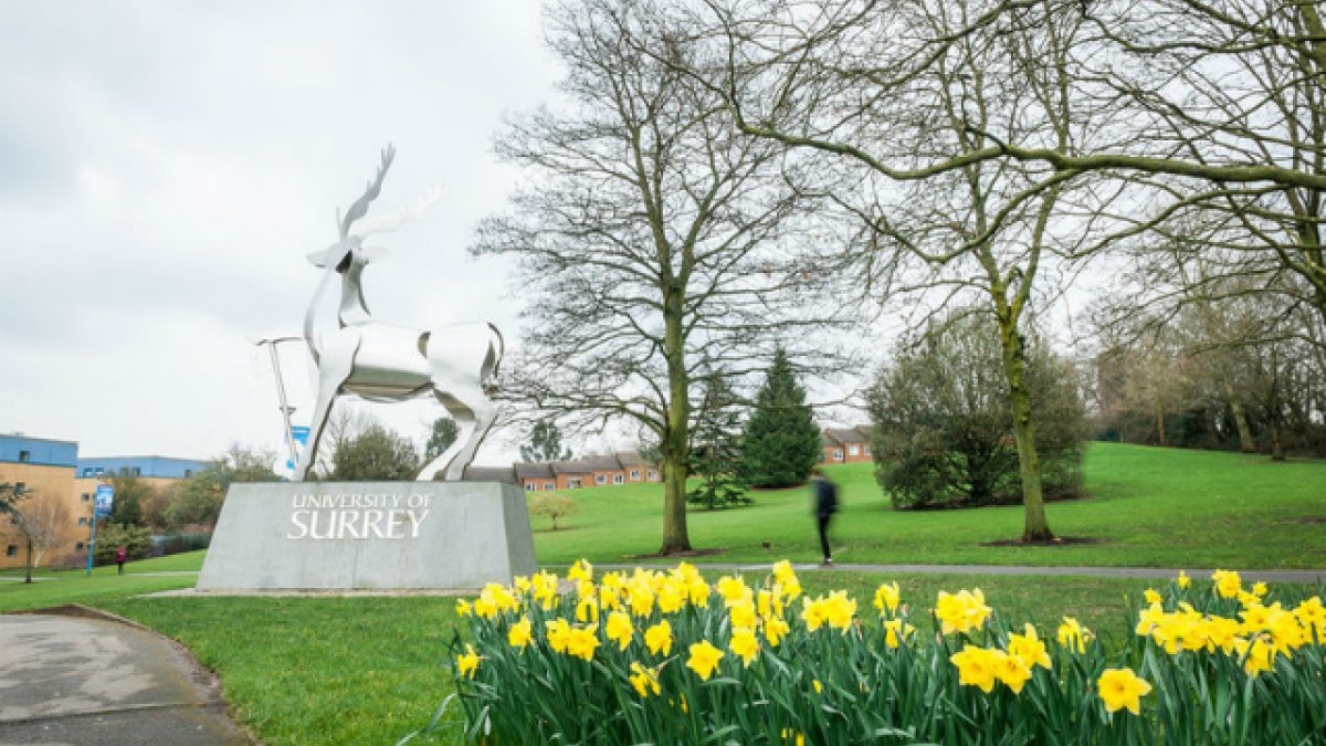 Daffodils in front of the University of Surrey Stag Sculpture