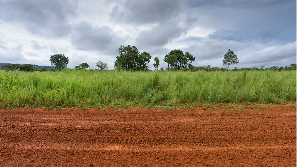 Field with grass and mud