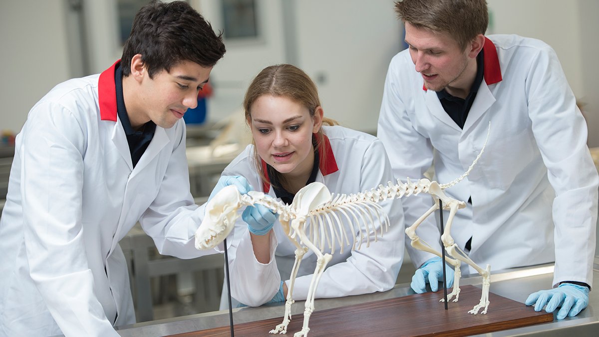 Three vet students are examining a small animal skeleton in an anatomy class.
