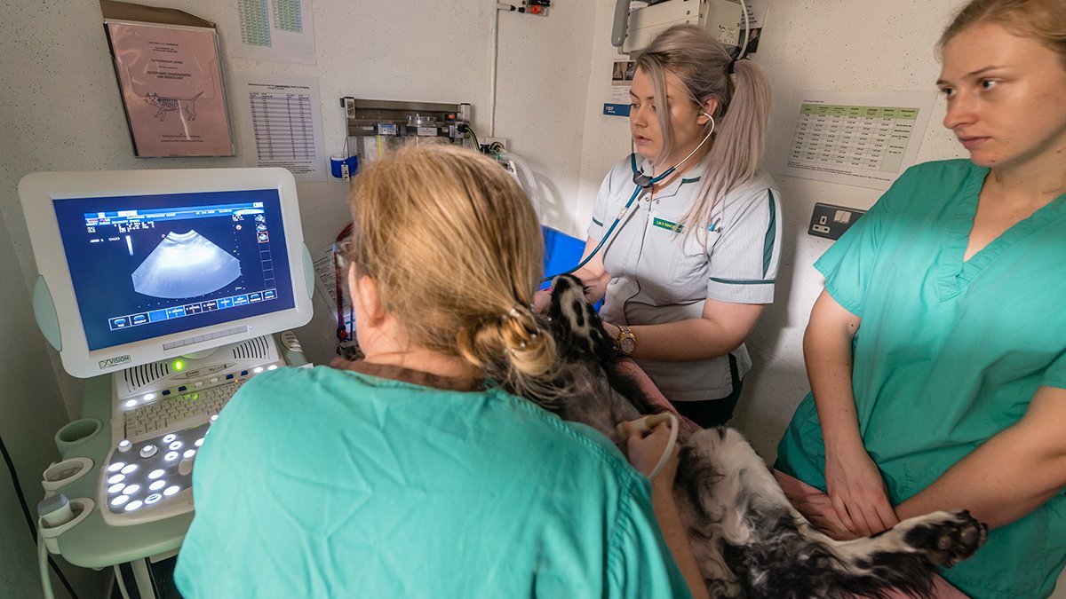 vet students performing an ultrasound on a dog at a veterinary practice.