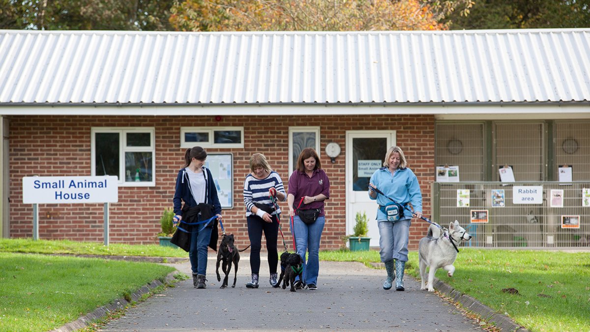 A vet school student is helping to walk dogs at a small animal shelter.