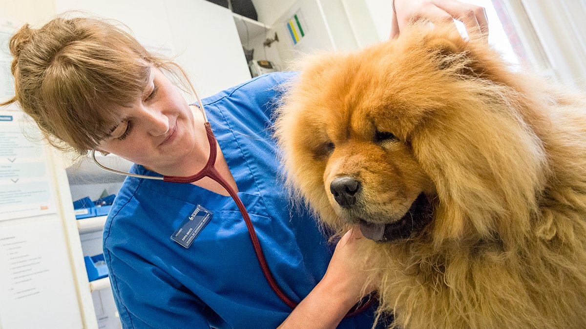 A vet school student examining a chow chow.