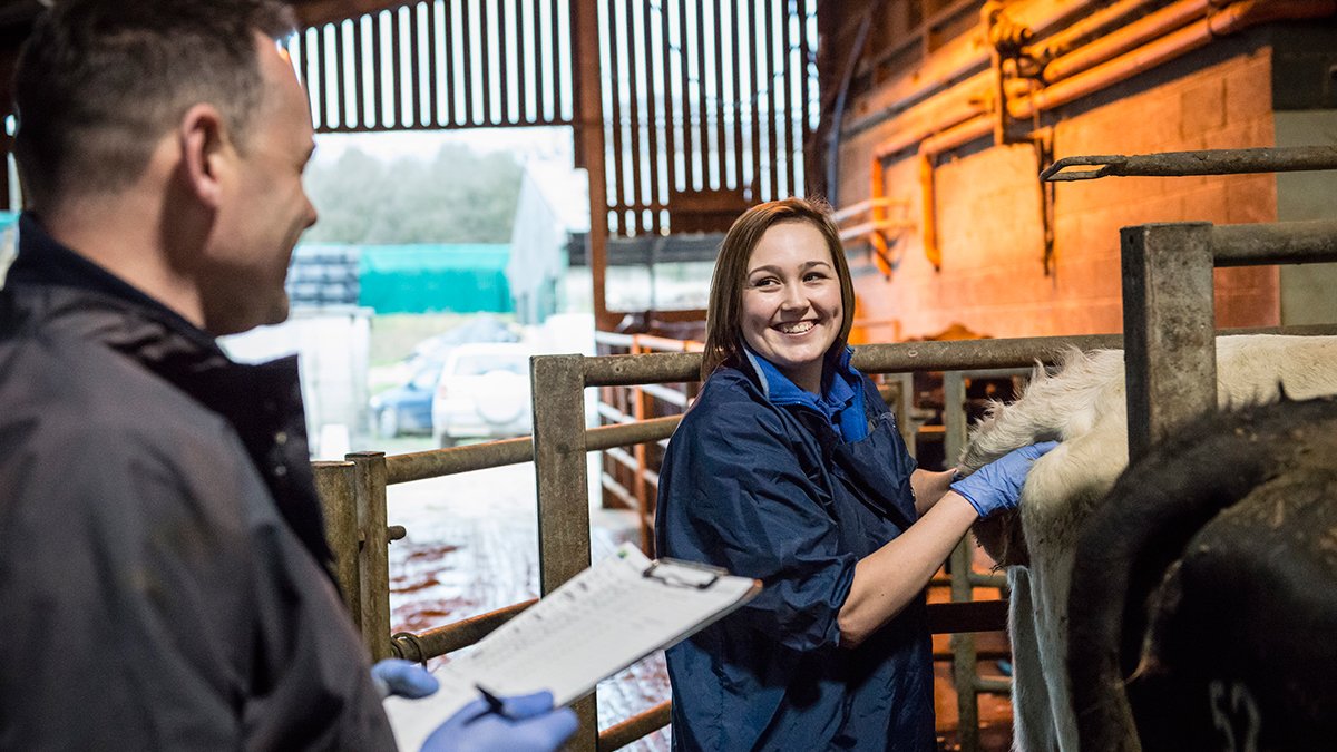 A vet student examining a cow on a farm.