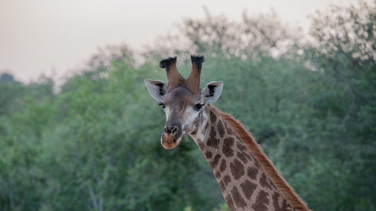Giraffe in zoo