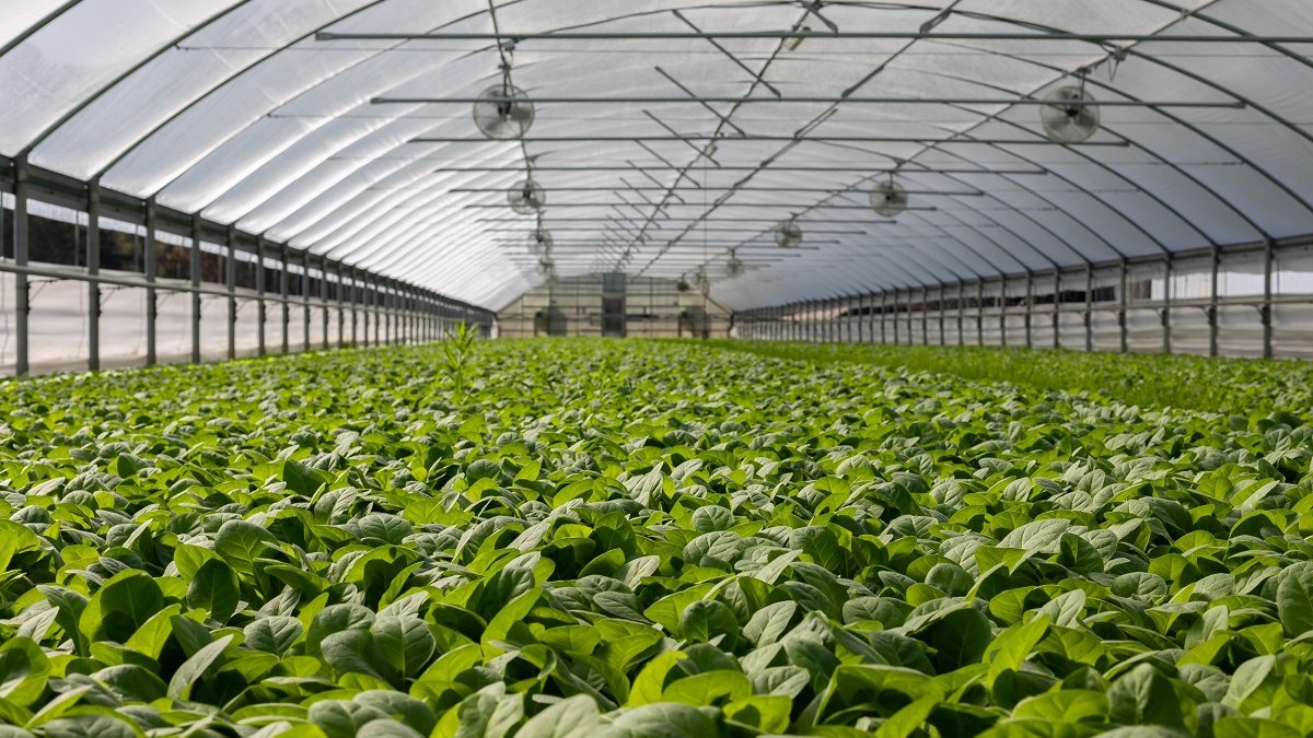 Plants growing in greenhouse