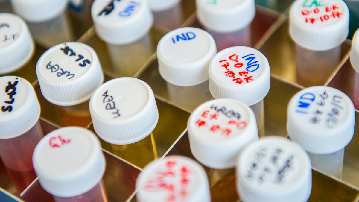 Rack filled with test tubes