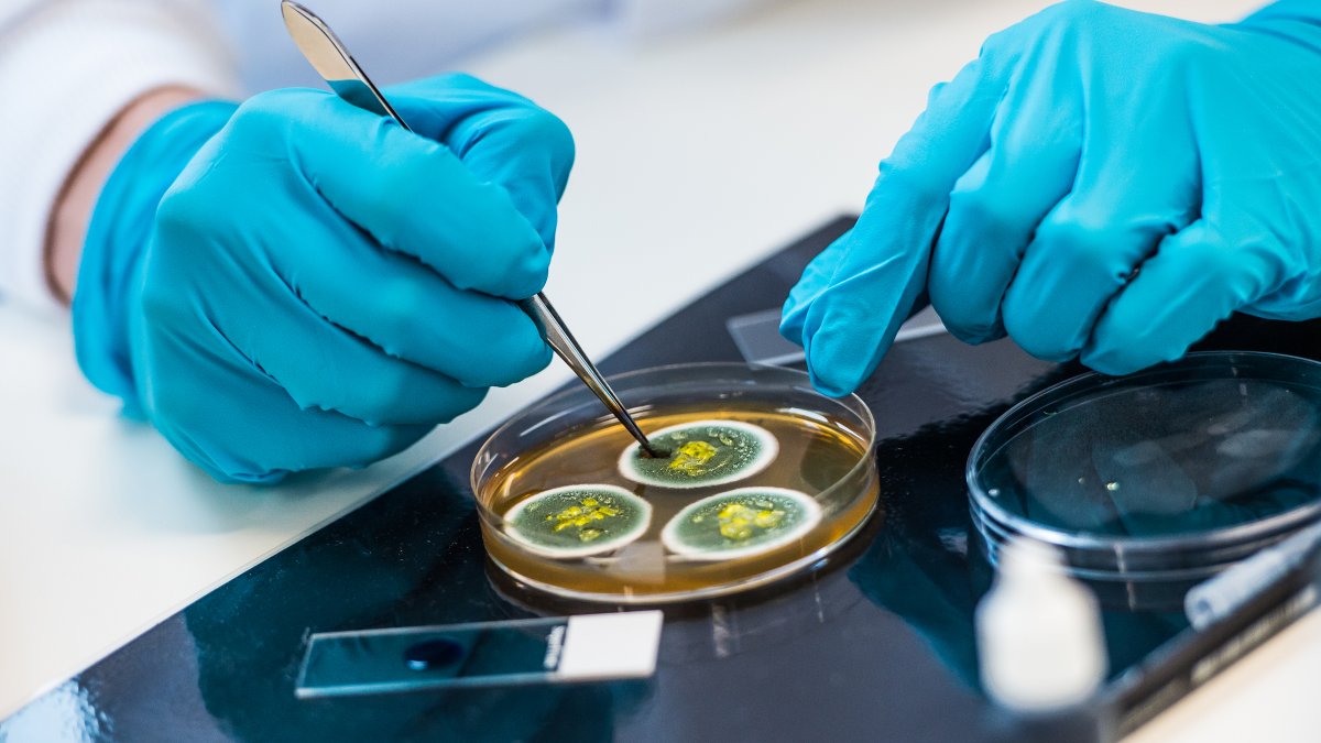 Petri dish