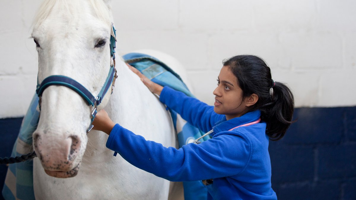 Student touching a horse