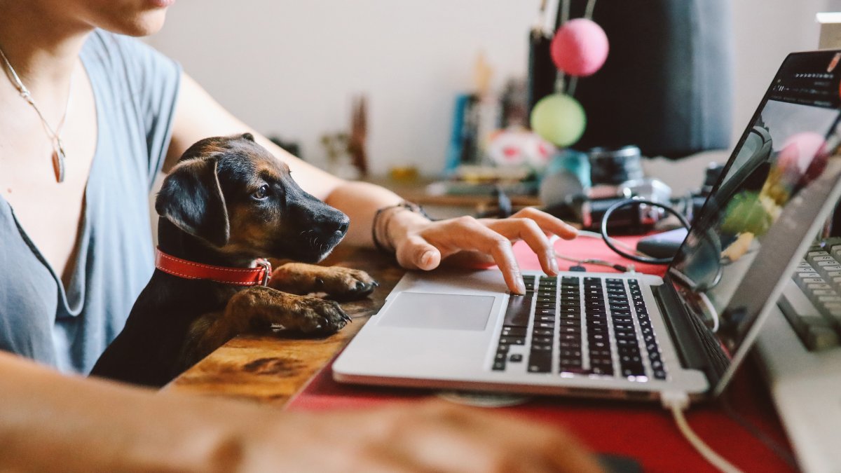 Dog looking at a laptop, resting its paws on a table