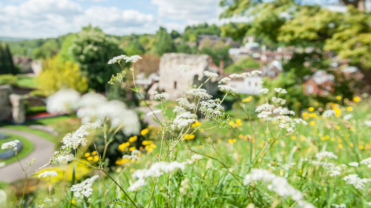 Plants growing by Guildford Castle