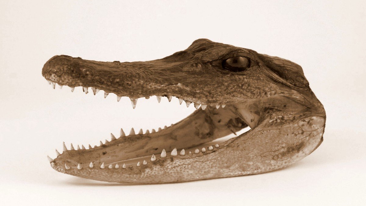 Alligator