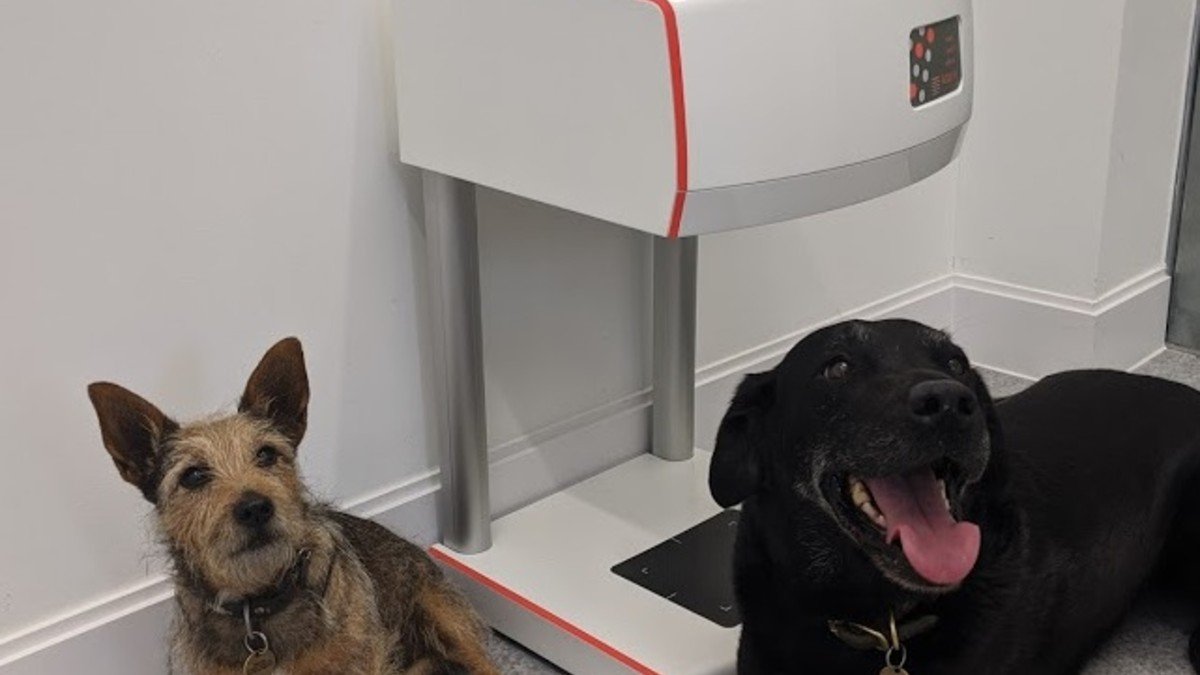 Vet scanner dogs