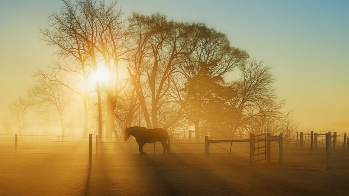 Horse in a field at sunrise