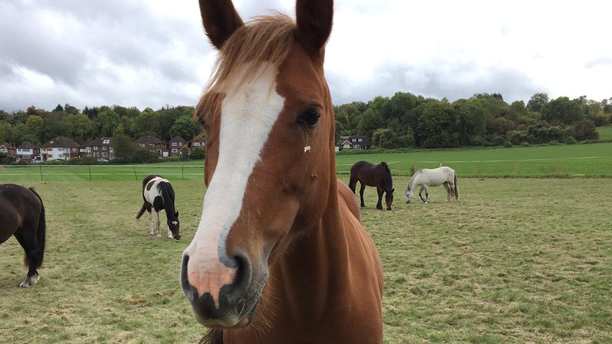 Ruby the pony, standing in a field