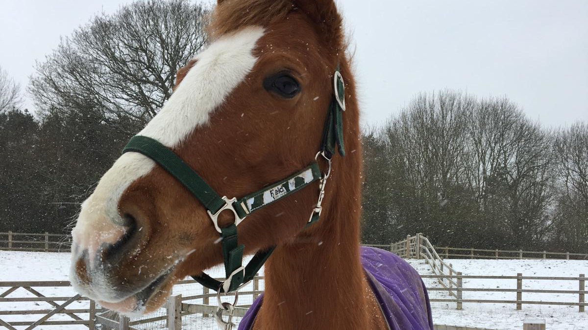 Ruby the pony, standing in a field covered by snow