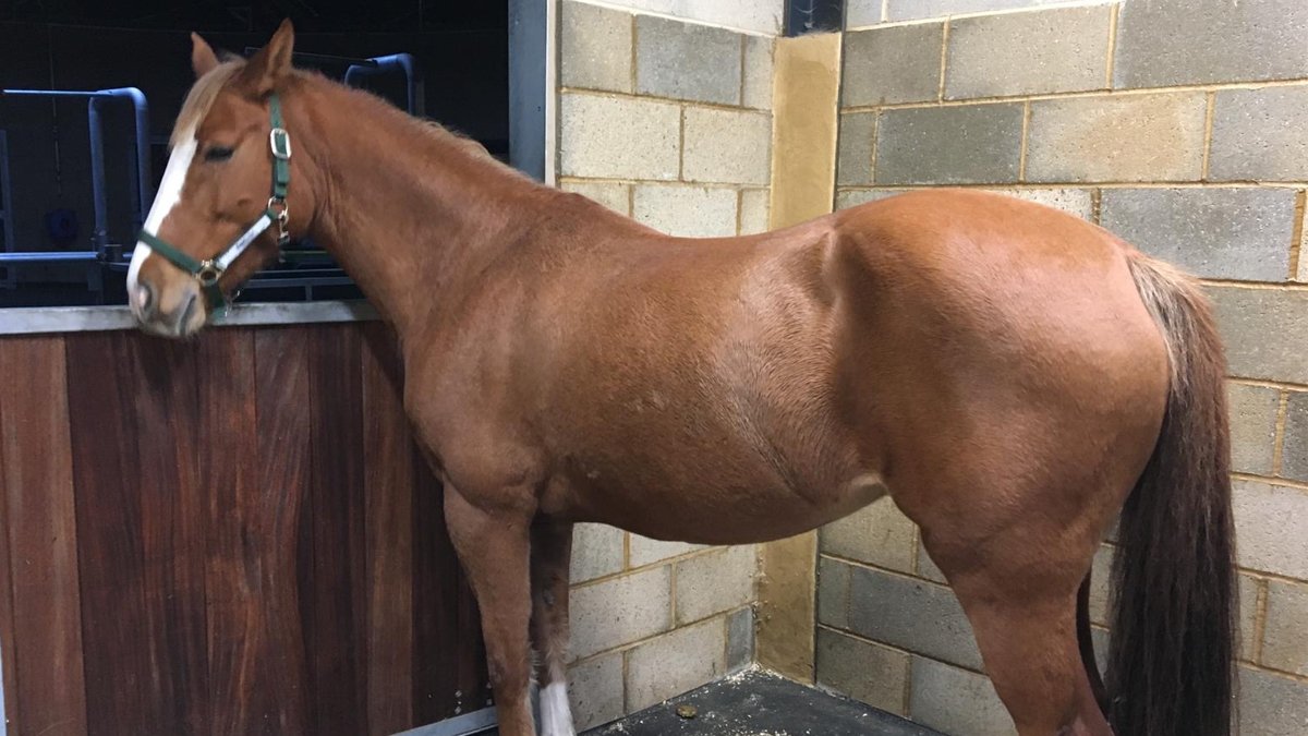 Ruby the pony, standing in a stable