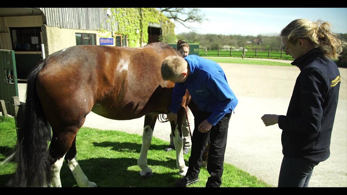 Two vet school students and a tutor are examining a horse.