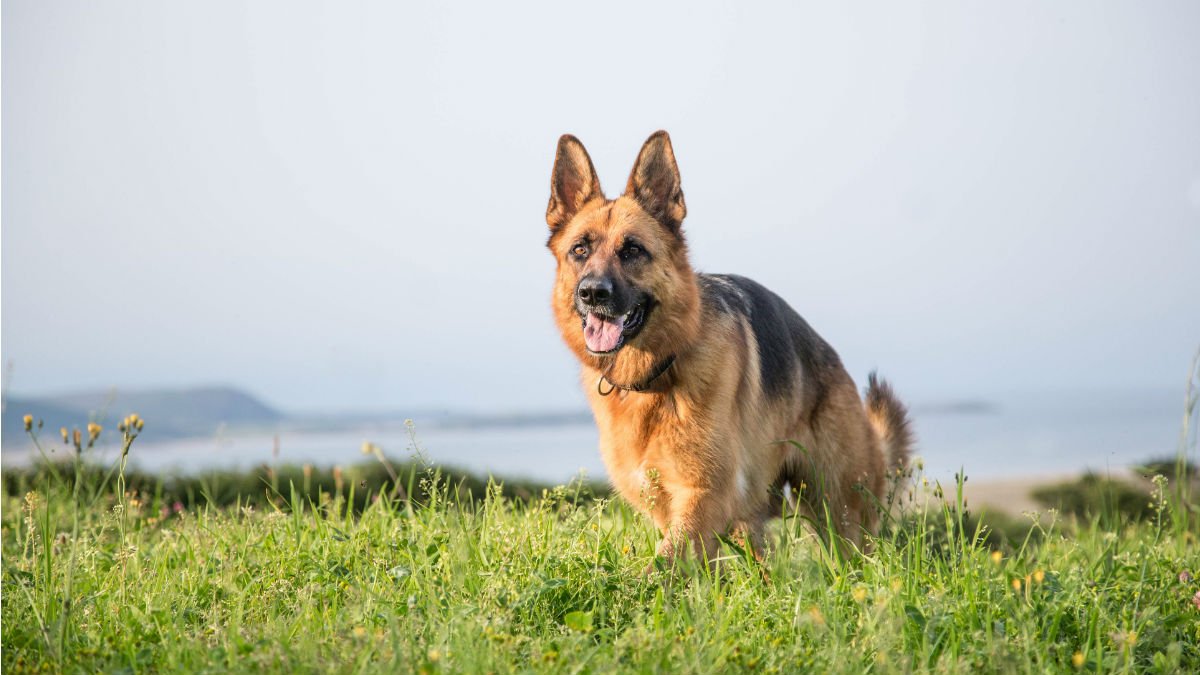 Movement of German Shepherd Dogs is dependent on their shape ...