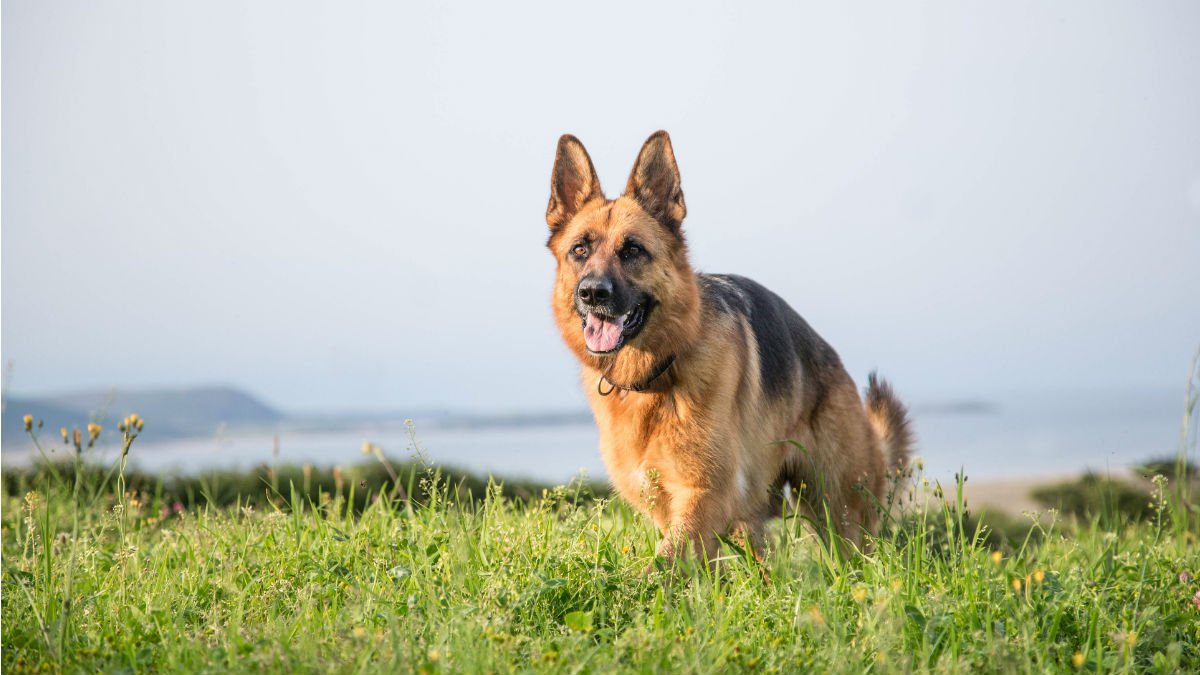 German Shepherd dog sat on the grass