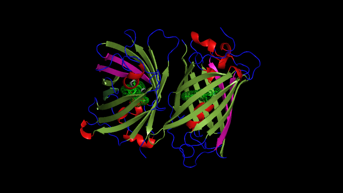 Crystal X-ray ribbon structure of Green fluorescent protein. In pale green, antiparallel β-sheets, in pink parallel β-sheets, the 11 β-sheets form the β-barrel. In red, α-helixes and within the barrel, in bright green, the chromophore.
