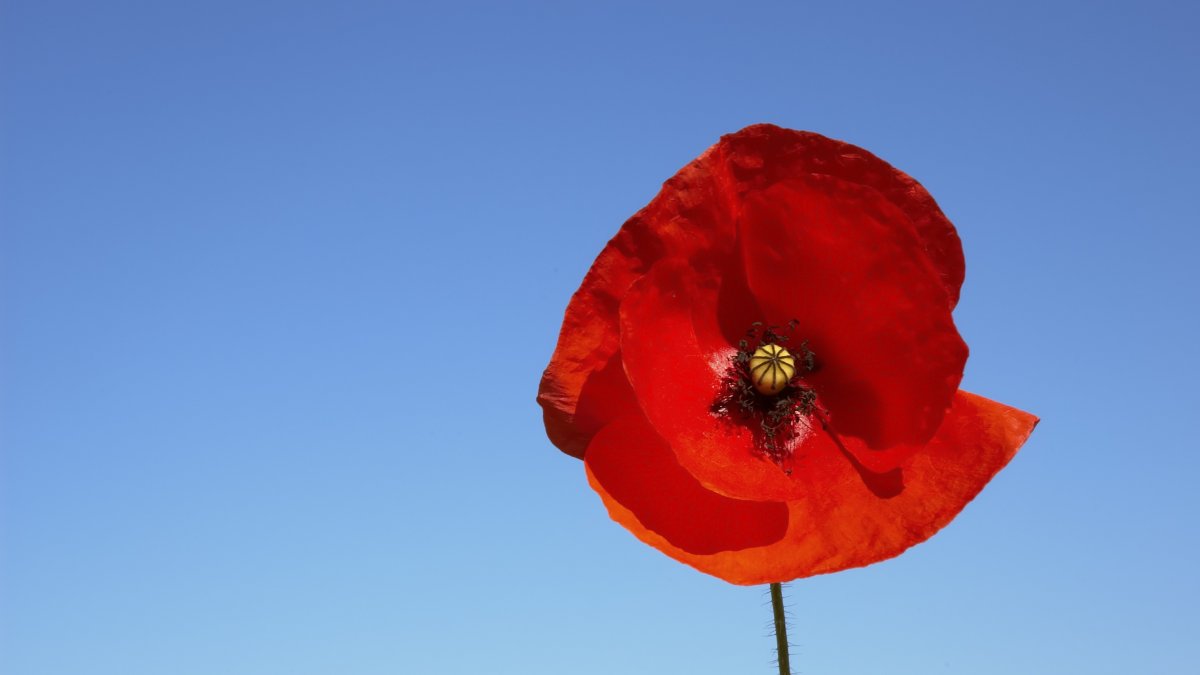 Remembrance day