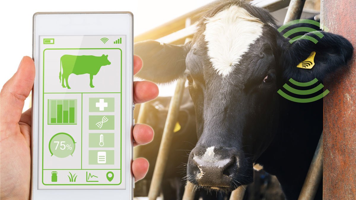 Person holding mobile by cow showing the cows health data