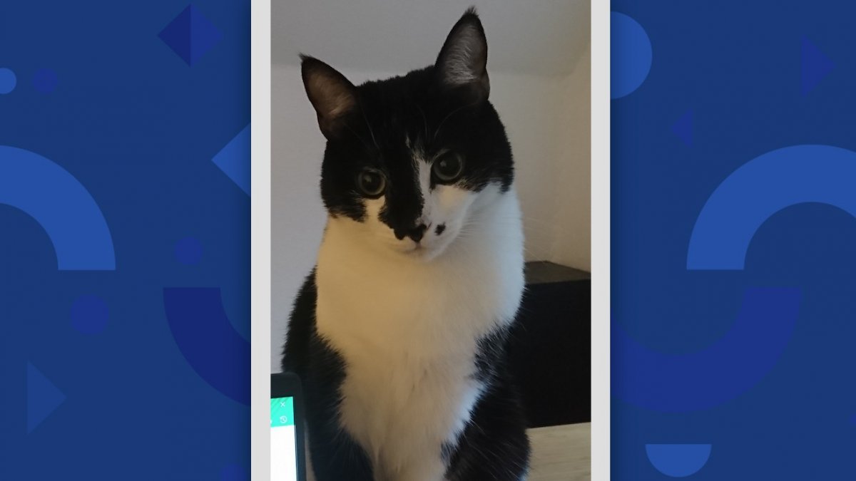 Luca the Cat